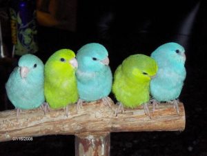 selling parrotlets